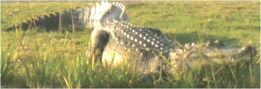 Alligator on Golf Course in N.C.